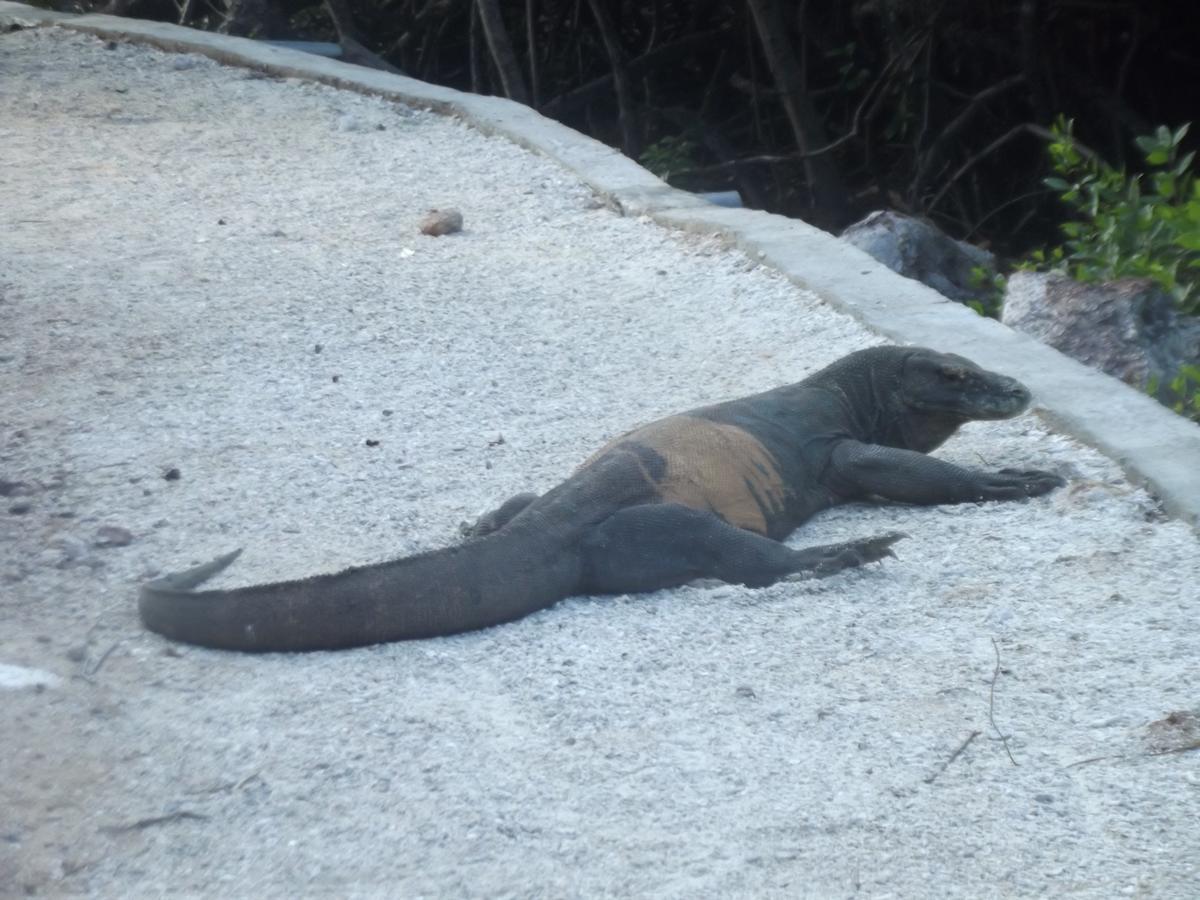 Komodo Boutique Hotel Labuan Bajo Eksteriør billede