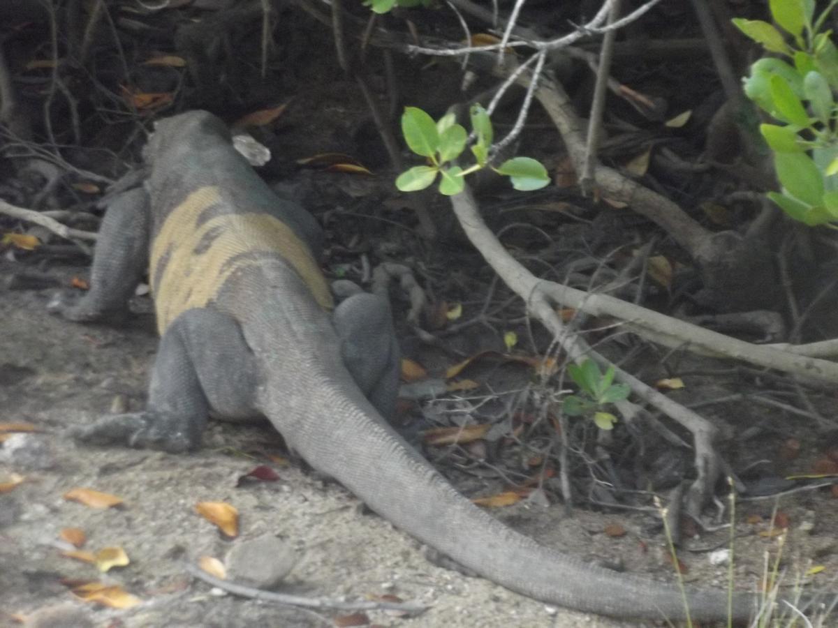 Komodo Boutique Hotel Labuan Bajo Eksteriør billede